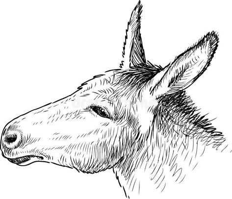 Donkey Face, Donkey Head, Head Illustration, Face Line Drawing, Face Lines, The Donkey, Vector Drawing, Editorial Illustration, The Head