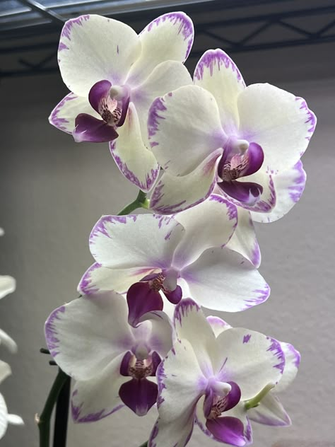 Orchid Aesthetic Flower, Orchid Flower Aesthetic Wallpaper, Orchids Aesthetic, Orchid Flower Aesthetic, Orchid Aesthetic, Flowers Aesthetic Orchids, White Orchid Aesthetic, Orchid Asethic, Orchid Wallpaper