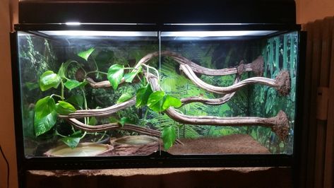 Love the wood in this green tree python enclosure, but would have more greenery, esp to cover up where the wood is set up on the walls. Boa Enclosure, Green Tree Snake, Snake Room, Python Enclosure, Frog Enclosure, Reptile Enclosure Ideas, Carpet Python, Reptile Tanks, Emerald Tree Boa