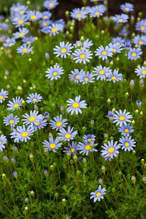 Felicia amelloides Felicia Amelloides, Blue Daisies, Australian Plants, Cottage Garden Design, Australian Native Plants, Floating Flowers, Blue Garden, Blue Daisy, Happy Flowers