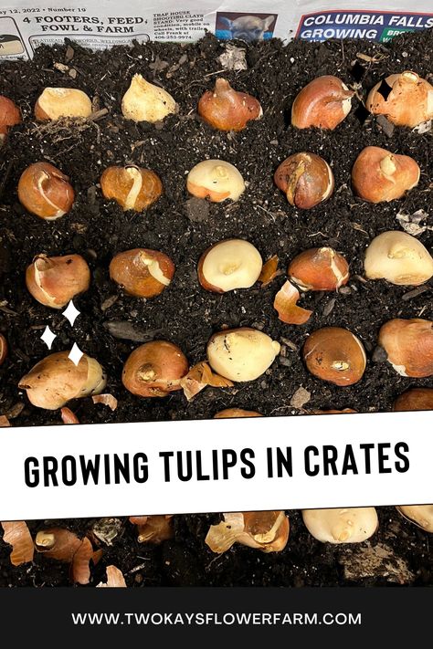 Curious why we grow tulips in crates on our Montana flower farm? Tulip Planting, Grow Tulips, Diy Outdoor Living, Growing Tulips, Growing Cut Flowers, Planting Tulips, Plastic Crates, Flower Farming, Tulip Bulbs