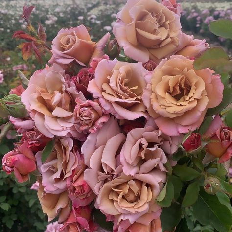 Cloudy Morning, Rose Farm, Grace Rose, Rose Nursery, Spring Light, Rose Peach, Types Of Roses, Custom Bouquet, One Rose