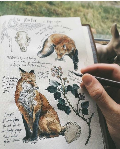 Kunstjournal Inspiration, Art Fox, Nature Journaling, 수채화 그림, Arte Sketchbook, Fox Art, Art Et Illustration, Sketchbook Journaling, Sketchbook Inspiration