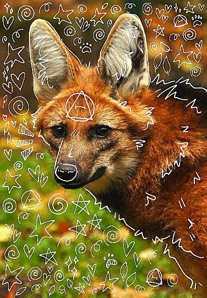 Red Wolf Therian, Red Fox Therian Wallpaper, Maned Wolf Therian, Fox Therian Pfp, Red Fox Therian Art, Maned Wolf, Whitetail Deer, Cute Fox, Barn Owl