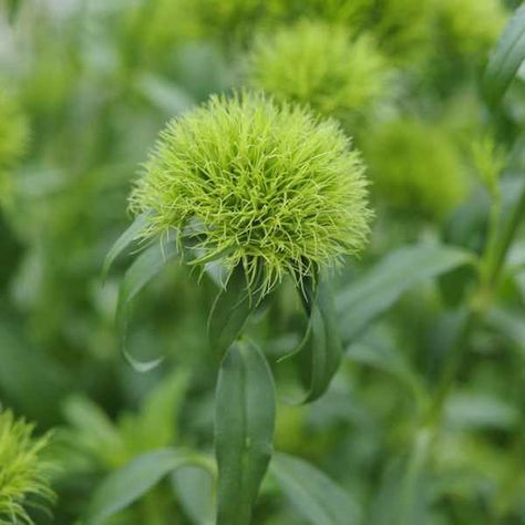 <em>Dianthus</em> <em>barbatus</em> 'Green Trick' Dianthus Green Trick, Dianthus Barbatus Flower, Green Trick Dianthus, Dianthus Green Ball, Green Dianthus, Dianthus Barbatus, Diy Garden Fountains, Botanical Beauty, Green Garden