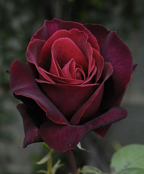 deep secret rose | Deep Secret | To my opinion by much better than the equally ... Hybrid Tea Rose, Rose Belle, Single Red Rose, Have Inspiration, Hybrid Tea Roses, Rose Photos, Beautiful Rose Flowers, Love Rose, Tea Roses