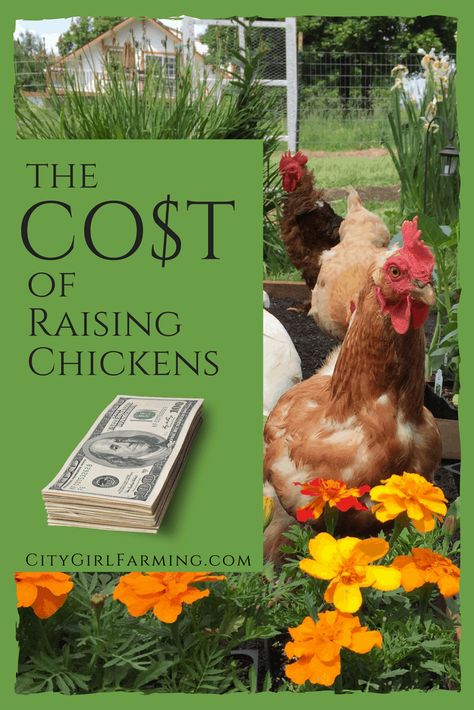 Chickens 101, Urban Chicken Farming, Backyard Coop, Raising Farm Animals, Raising Chicks, Large Dog House, Urban Chickens, Backyard Chicken Farming, Dream Scape