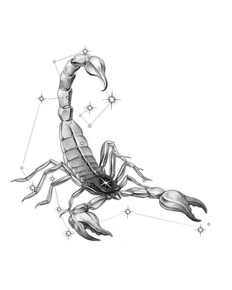 Scorpio Drawing Zodiac, Scorpio Drawing, Scorpion Drawing, Scorpion Tattoo Design, Scorpion Art, Scorpion Design, Scorpio Zodiac Tattoos, Unique Half Sleeve Tattoos, Virgo Tattoo Designs