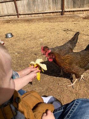 Small Side Yard Chicken Coop, Dirt Floor Chicken Coop, Treats For Chickens, Food For Chickens, Chicken Raising, Best Treats, Raising Chicken, Chicken Care, Chicken Coup