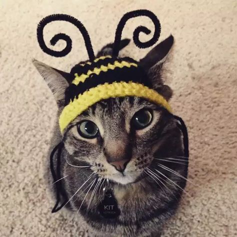 Crochet Hat For Cat, Cat Crochet Hat, High Tea Hats, Crochet Cat Hat, Funky Hats, Cat Beanie, Silly Cats Pictures, Cat Mouse, Pretty Animals