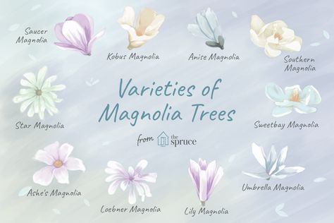 Choosing a magnolia tree or shrub for your yard? Check out these12 different species, including growing tips. Magnolia Tree Types, Magnolia Tree Tattoo, White Magnolia Tree, Saucer Magnolia Tree, Southern Magnolia Tree, Oregon Life, Southern Magnolia, Magnolia Tree, Garden Shrubs