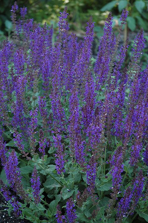 May Night Sage (Salvia x sylvestris 'May Night') at Sargent's Nursery Lakehouse Landscaping, Perennial Salvia, May Night Salvia, Indigo Flower, House Upgrades, Nursery Garden, Full Sun Perennials, Ground Covers, Garden Centers