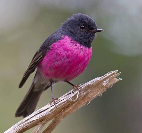 Pink Robin Bird, Pink Robin, Robin Bird, Tiny Bird, Owl Bird, Exotic Birds, All Birds, Bird Pictures, Bird Drawings