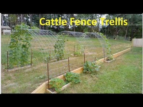 Simple DIY Grape Trellis - YouTube Diy Grape Vine Trellis, Diy Grapevine Trellis, Diy Grape Trellis, Cattle Fence, Backyard Trellis, Grape Vine Trellis, Fruit Tree Garden, Grape Trellis, Vine Trellis