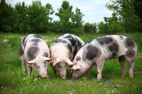 Pig Breeds to Start Raising for the Homestead or Backyard Hereford Pigs, Pig Breeds, Raising Pigs, Wild Pig, Pygmy Goat, Livestock Farming, Dairy Cattle, Rural Living, Pig Farming