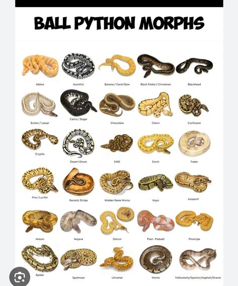 Snake Breeding, Snake Breeds, Types Of Snakes, Snake Species, Pet Snakes, Danger Noodles, Types Of Snake, Ball Python Morphs, Cute Reptiles