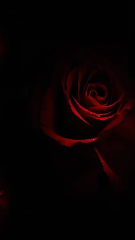 Dark Red Roses Wallpaper, Hd Rose Wallpaper, Rose Wallpaper Flower, Dark Red Roses Aesthetic, Aesthetic Rose Wallpaper, Rose Wallpaper Iphone, Hd Rose, Black Roses Wallpaper, Burning Rose