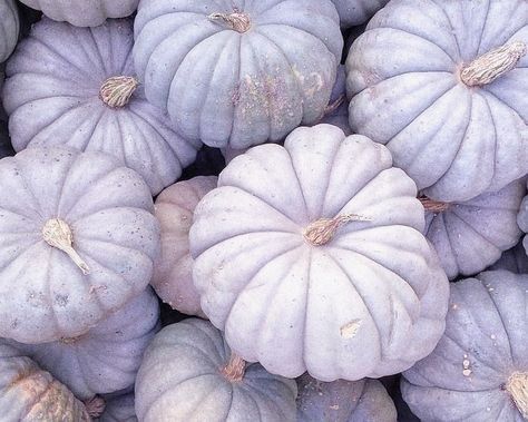 Purple Fall Wallpaper, Pumkin Decoration, Purple Autumn, Pumpkin Flowers, Pumpkin Varieties, Outside Fall Decor, Fall Purple, Autumn Wallpaper, Purple Pumpkin