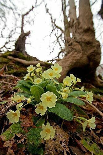 primrose Primrose Meaning, Scottish Wildflowers, Wild Primrose, Primula Vulgaris, Yellow Primrose, Sacred Flower, Country Spring, First Signs Of Spring, Woodland Plants