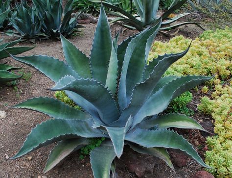 Agave americana ssp. protoamericana - Agaveville Artichoke Agave, Agave Americana, Century Plant, Aloe Plant, Agaves, Plant Pictures, Artichoke, Botanical Gardens, Garden Plants