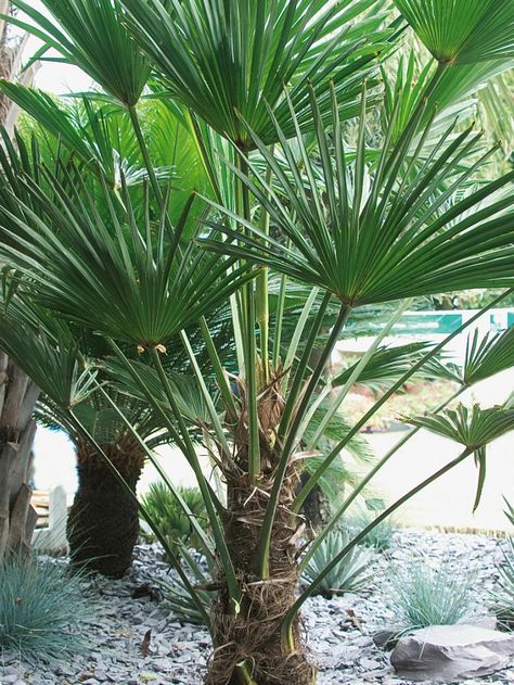 These tropical and temperature beauties can thrive in areas as low as zone 6. Windmill Palm, Landscaping Around Pool, Pool Plants, Landscaping Trees, Plants Tropical, Hgtv Garden, Tropical Backyard, Zone 7, Gardening Zones