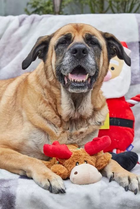 Elderly Dog Abandoned Before Christmas Had Given Up on Life—but Finds Loving Home Just in Time Mastiff Mix, Elderly Dogs, Puppy Day, Dog Area, Giving Up On Life, Days Before Christmas, Given Up, Animal Stories, Christmas Images