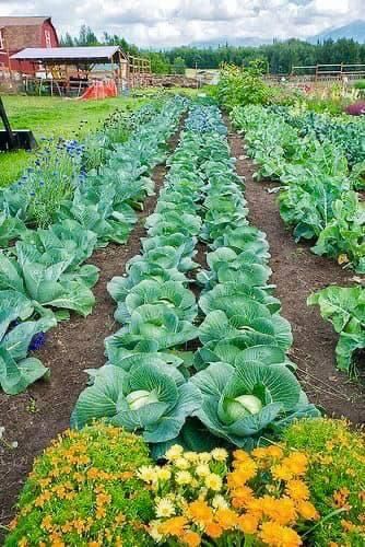 Palmer Alaska, Small Vegetable Gardens, Vegetable Garden Planning, Vegetable Garden For Beginners, Starting A Vegetable Garden, Backyard Vegetable Gardens, Organic Vegetable Garden, Market Garden, Veg Garden