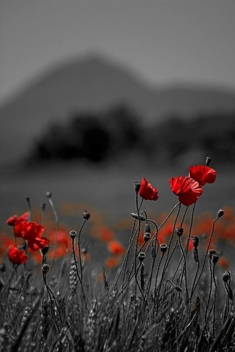 Remembrance Day Blur Image Background, Color Splash Photo, Color Splash Photography, Red Photography, Free Lightroom Presets Portraits, Blurred Background Photography, Splash Photography, Lightroom Presets For Portraits, Blur Background Photography