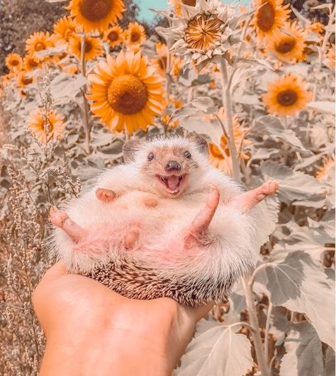 Flowers and Hedgehogs Being Happy Aesthetic, Happy Hedgehog, Hedgehog Pet, A Hedgehog, Baby Animals Pictures, Cute Hedgehog, Super Cute Animals, Baby Animals Funny