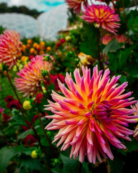 pink and white flower in tilt shift lens photo – Free Blossom Image on Unsplash Seed Spacing, Dahlia Seeds, Flower References, Zinnia Garden, Tilt Shift Lens, Botanical Photography, Zinnia Elegans, Flower Mix, Most Popular Flowers