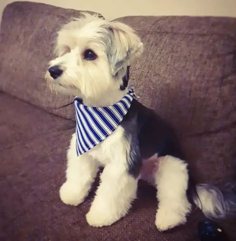 20 Best Morkie Haircuts for Dog Lovers - The Paws Morkie Haircut Hairstyles Teddy Bears, Morkie Haircut Hairstyles, Leo Haircut, Morkie Haircut, Dogs Haircut, Morkie Haircuts, Morkie Puppy, Morkie Dogs, Dog Haircut