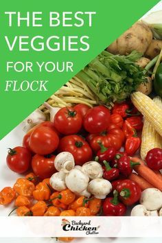 Food For Chickens Safe, Veggies For Chickens To Eat, Vegetables For Chickens To Eat, What Can Chickens Eat And Not Eat, Plants For Chickens To Eat, Vegetables For Chickens, Snacks For Chickens, What Can Chickens Eat, Plants For Chickens