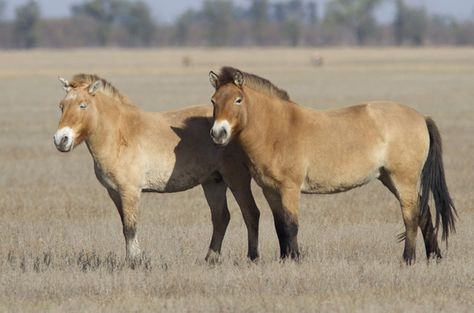 The Mongolian horse dates back to ancient times. Mongolian Horses, Przewalski's Horse, Mongolian Horse, Breeds Of Horses, Horses Breeds, Hackney Horse, Canadian Horse, Connemara Pony, Akhal Teke Horses