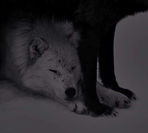 Wolf Teeth Aesthetic, Silver Wolf Aesthetic, Fenrir Aesthetic, White Wolf Aesthetic, Wolves Aesthetic, Fenrys Moonbeam, Dr Mundo, Howleen Wolf, Wolf Clothing