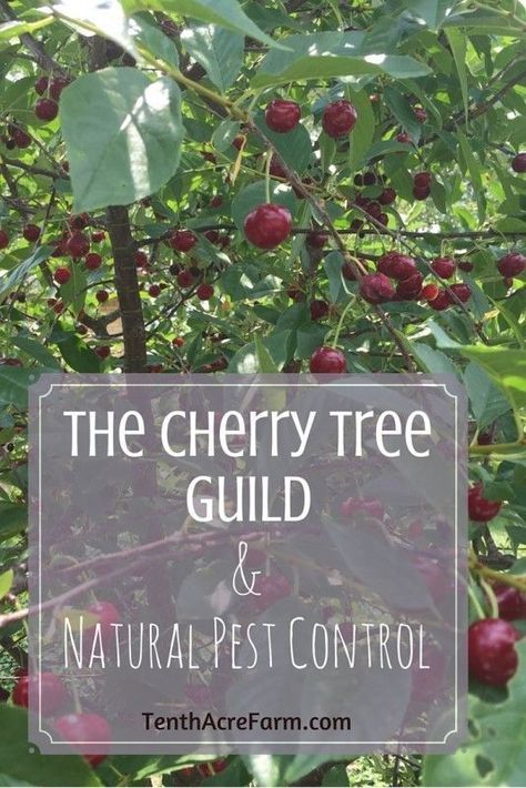 Cherry trees are a good choice for home fruit production, but pests can sometimes be a problem. Here's how we planted our cherry trees using a permaculture guild - a combination of plants that works together to produce more healthy cherries. Cherry Tree Guild, Fruit Tree Guild, Tree Guild, Growing Fruit Trees, Natural Pest Control, Cherry Trees, Food Forest, Forest Garden, Garden Guide