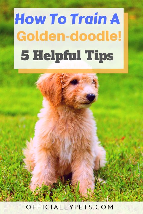 How to Train a Goldendoodle - 5 Helpful Dog Training Tips! | Training a dog can be difficult... But it doesn't have to be! Check out our article on golden doodle training by certified dog trainer Tiara Nixon. She reveals 5 helpful tips to training your pooch! Doodle Training, Goldendoodle Training, Dog Minding, Dog Grooming Tips, Easiest Dogs To Train, Dog Training Techniques, Golden Doodle, Goldendoodle Puppy, Doodle Dog