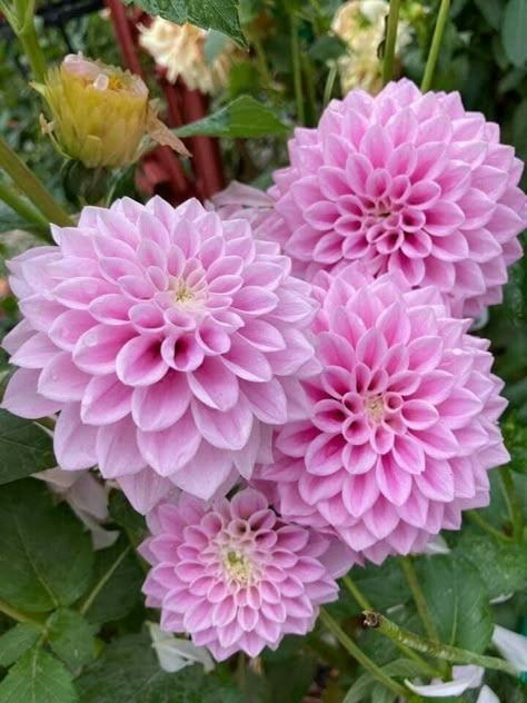 Beautiful Flowers Images, Flower Bulbs, Unusual Flowers, Pink Garden, Flower Therapy, Beautiful Flower Arrangements, Dahlia Flower, Beautiful Rose Flowers, Beautiful Flowers Pictures