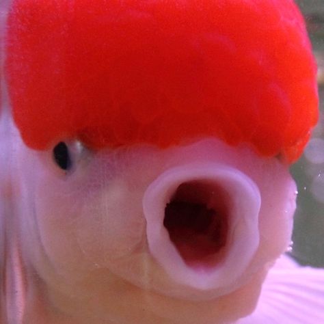 Funny Fish Pictures, Funny Goldfish Pictures, Oranda Fish, Goldfish Cute, Pretty Goldfish, Funny Goldfish, Fat Goldfish, Aesthetic Goldfish, Chunky Goldfish