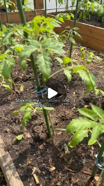 How To Support Tomato Plants, Pepper Plant Support, Pepper Plants, Tomato Plants, Plant Supports, Grow Your Own Food, Planter Boxes, Green Thumb, Vegetable Garden