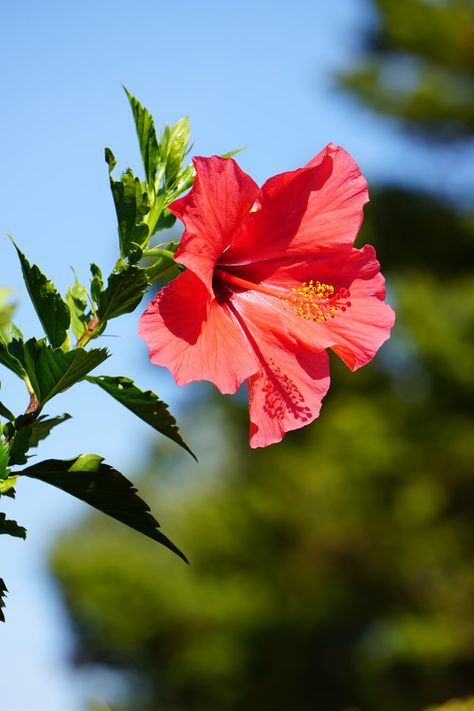 Hibiscus Image, Hyacinth Flowers, Macro Photography Flowers, Hibiscus Plant, White Hibiscus, Leaf Silhouette, Flowers Gif, Hibiscus Tea, Close Up Photography