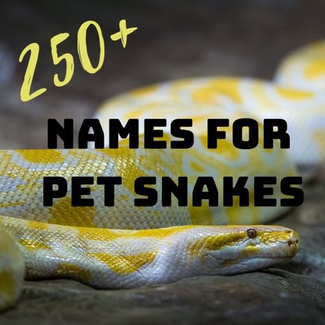 250 Best Pet Snake Names Pet Names Ideas, Pet Snake Names, Obscure Names, Bearded Dragon Names, Snake Names, Snake Pet, Pet Snakes, Badass Names, Milk Snake