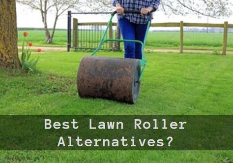 Why would you need a lawn roller? To keep the turf level and smooth, which gives the advantage of easy mowing, watering control, and a beautiful look. But do you have to invest in one ... Read more Lawn Roller, Lawn Rollers, 55 Gallon Drum, Diy Lawn, Mini Golf Course, 55 Gallon, Green Oasis, Grass Seed, Organic Matter