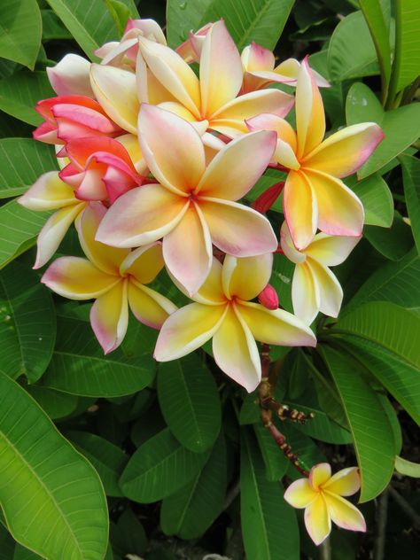 https://flic.kr/p/veWjHu | Hawaiian Plumeria | Photographed at Koko Crater Botanical Garden, O’ahu, Hawai’i. Flower Of Love, Hawaiian Leis, Hawaiian Plumeria, Plumeria Flowers, Garden Parasols, Parts Of A Flower, Garden Greenhouse, Fragrant Flowers, Beautiful Flowers Pictures