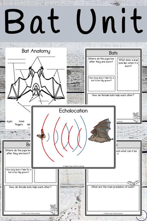 Bat Unit First Grade, Bat Activities For First Grade, Bats Homeschool, Bat Worksheets, Bat Facts For Kids, Bats Unit Study, Bat Lessons, Bats Science, Bat Anatomy