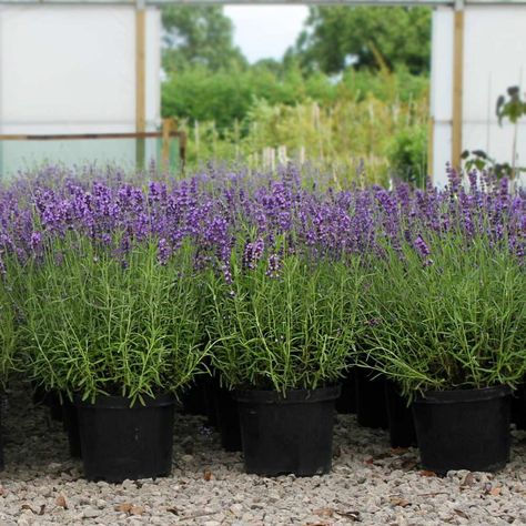 Lavender hidcote in flower French Lavender Plant, Lavender Hidcote, Lavender Hedge, Hedge Plants, Lavender Varieties, Edging Plants, Dark Purple Flowers, Garden Hedges, Rosemary Plant