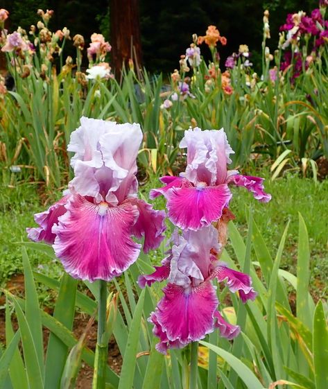 Entire plant photo of Tall Bearded Iris (Iris 'Avenue of Dreams') uploaded to Garden.org by janwax Tall Bearded Iris Gardens, Bearded Iris Garden, Tulip Bed, Perenial Garden, Iris Flowers Garden, Iris Gardens, Texas Garden, Greatest Show On Earth, Diy Garden Fountains