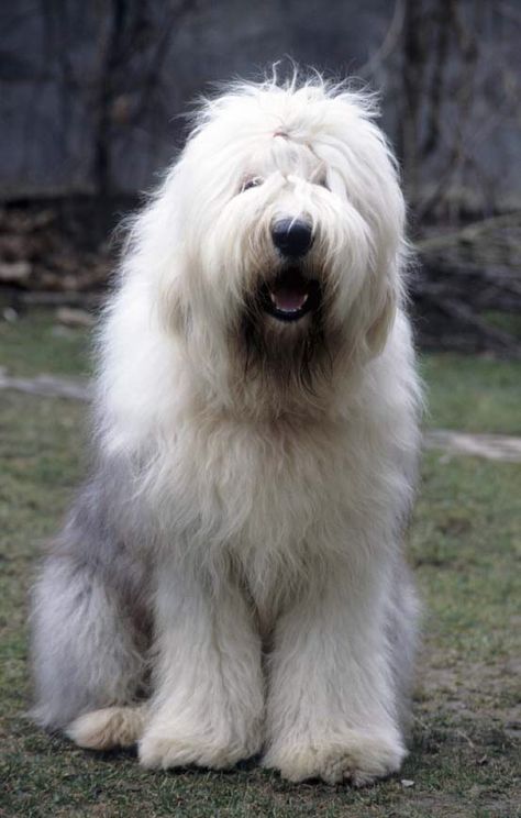 Old English Sheep Dog, English Sheep Dog, Sheep Dogs, Sheep Dog, English Sheepdog, Old English Sheepdog, Dog Sitting, Old English, Beautiful Dogs