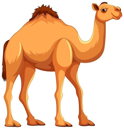 Vector walking camel isolated | Premium Vector #Freepik #vector #cartoon-drawing #art #line-illustration #camel-cartoon Camels Illustration, Walking Cartoon, Camels Art, Animal Body Parts, Desert Animals, Free Cartoons, Vector Cartoon, Yoga For Kids, Cartoon Images