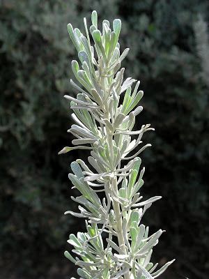 Great Basin Sagebrush Sage Plant, California Native Plants, Great Basin, Wildlife Gardening, Wilderness Survival, Native Plants, Botany, Botanical Prints, Perennials