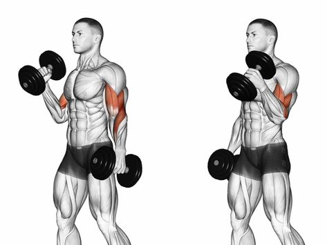 Biceps workout. ðª Get fit with GRIT! Dumbbell Bicep Workout, Best Bicep Workout, Best Dumbbell Exercises, Dumbbell Exercises, Dumbell Workout, Biceps And Triceps, Weight Training Workouts, Chest Workouts, Biceps Workout